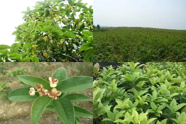 浙江桂花树苗价格多少一棵1690591003376