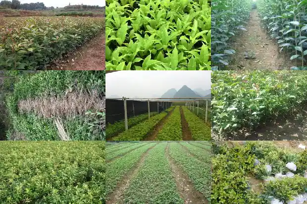 桂花树什么价格最好养殖1690330436263