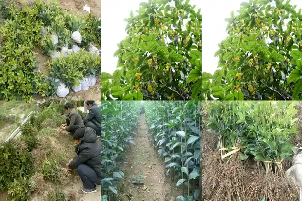 9月桂花开了吗1683768219775