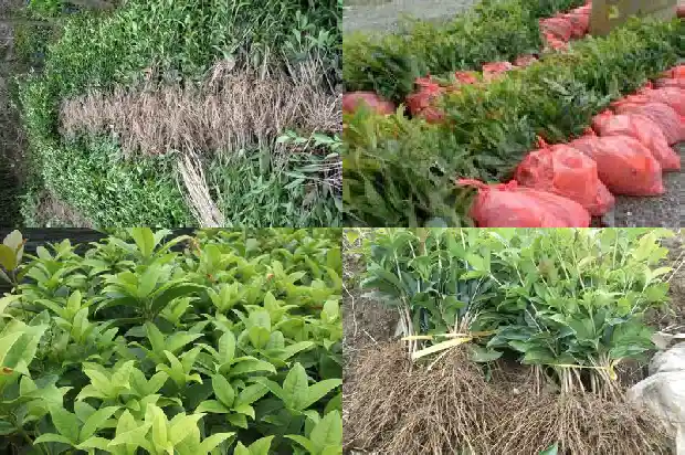 9月桂花开了吗1683768219823