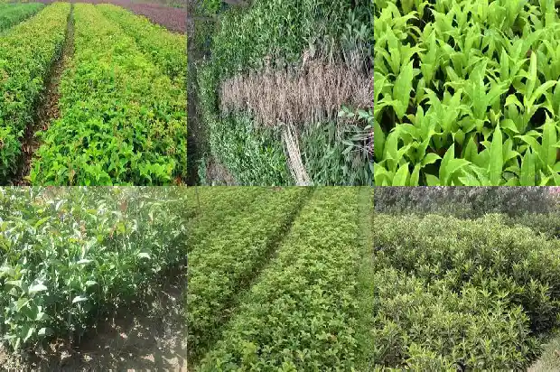 9月桂花开了吗1683768219871