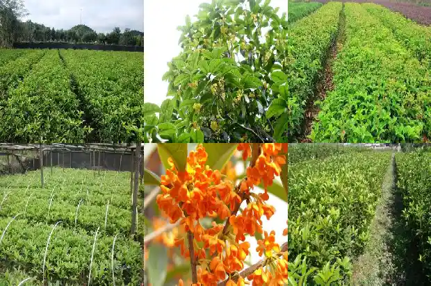 9月桂花开了吗1683768219919