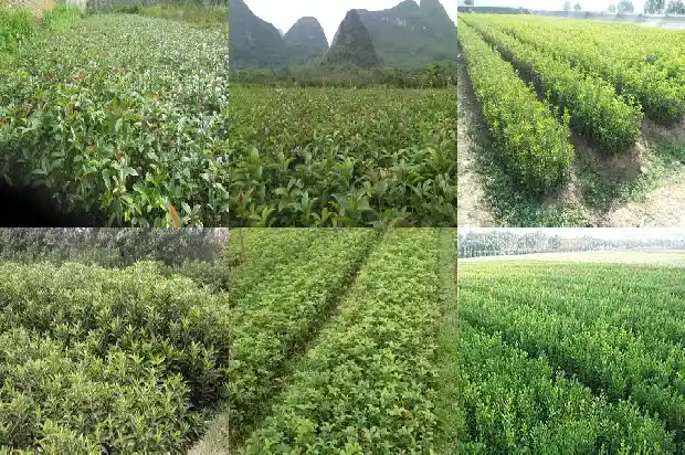 桂花茶的功效与作用及食用方法禁忌是什么1689381267691