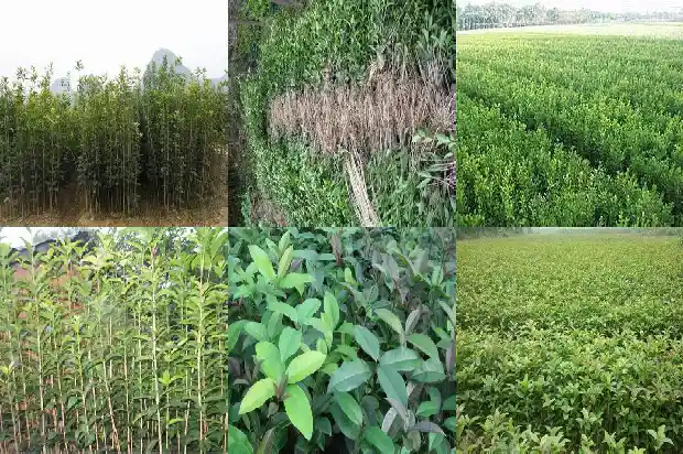 桂花什么时候栽培最好看呢1688606262644