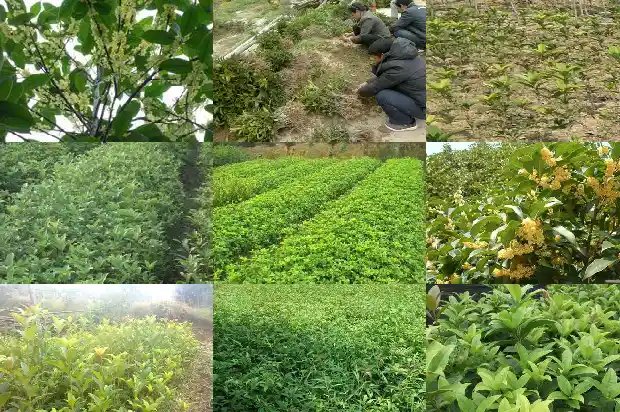 大桂花树苗价格多少钱一盆呢1683768265668
