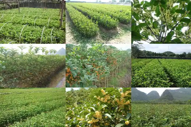 大桂花树苗价格多少钱一盆呢1683768265716