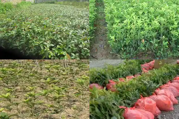 桂花种苗价格多少钱一颗呢1683768295254
