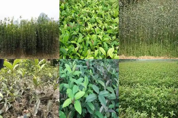 桂花种苗价格多少钱一颗呢1683768295302