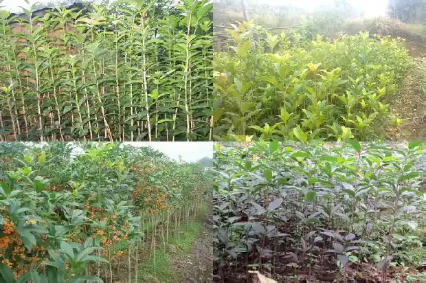 桂花种苗价格多少钱一盆啊1683768303004