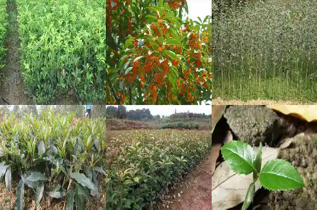 50公分桂花树要多久浇一次水1690849854493