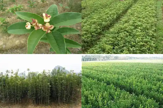 小桂花树苗价格多少钱一颗呢1683768322965