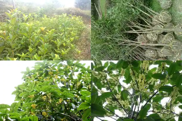 小桂花树苗价格多少钱一颗呢1683768323013