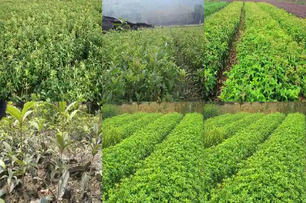 小桂花树苗价格多少钱一颗呢1683768323061