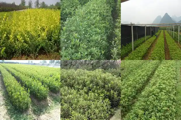 小桂花树苗价格多少钱一颗呢1683768323108