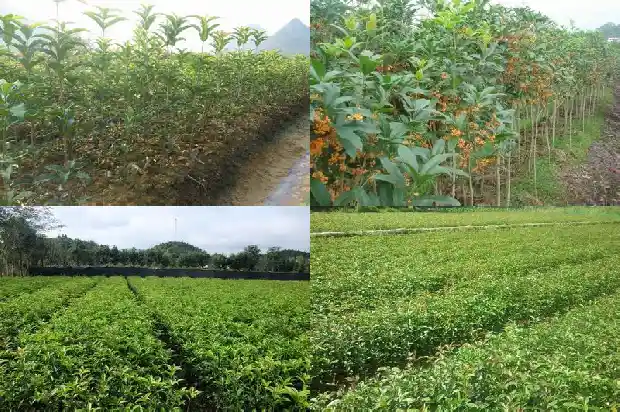 桂花种苗 价格多少一棵合适呢1683768340720