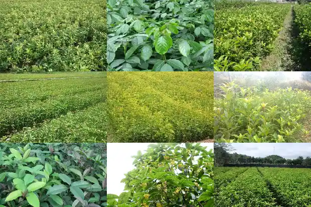 桂花树打吊瓶的方法是什么1683768350472