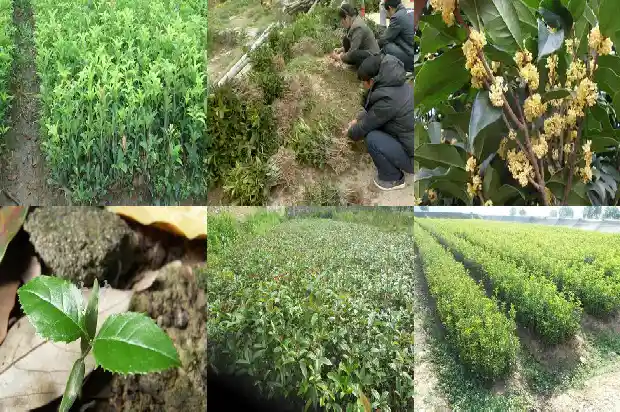 桂花树打吊瓶的方法是什么1683768350520