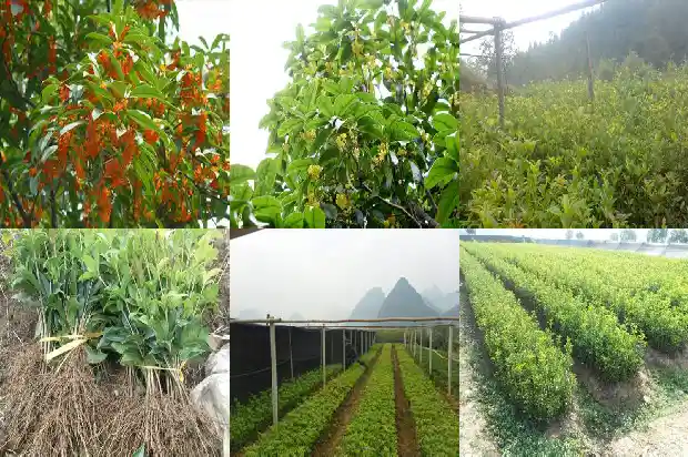 桂花树打吊瓶的方法是什么1683768350567