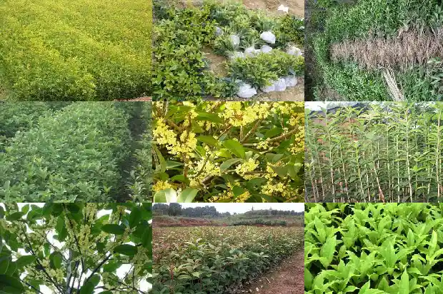 桂花树能打药水吗1683768358175