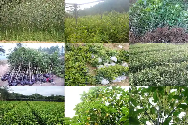 陈皮桂花红茶功效与禁忌1689208193391