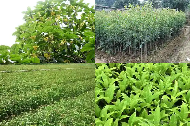 桂花树多的地方是哪里1683768380032