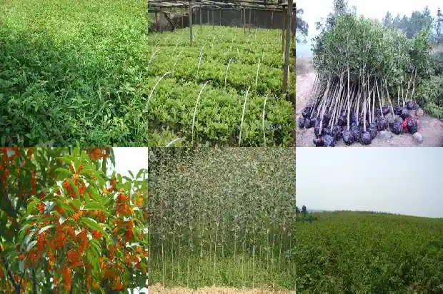 桂花树有大的吗1683768389629