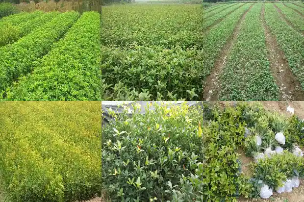 桂花长在树的哪个地方1683850126338
