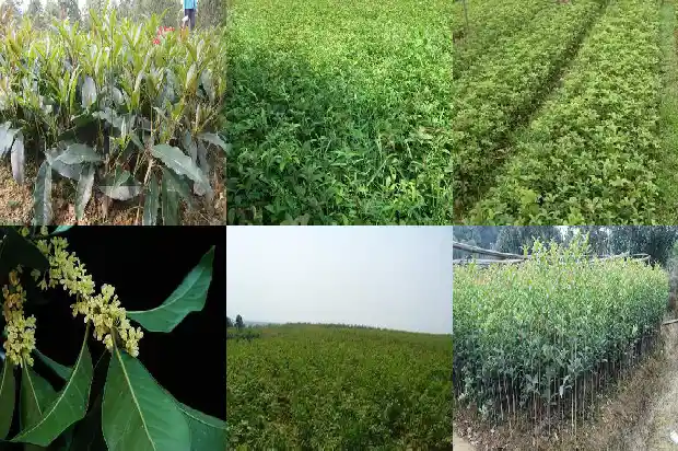 桂花树种在什么地方1683850404700