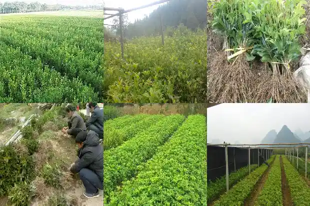 桂花树种在什么地方1683850404748