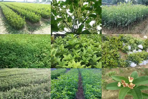 什么地方种桂花树1683850473295