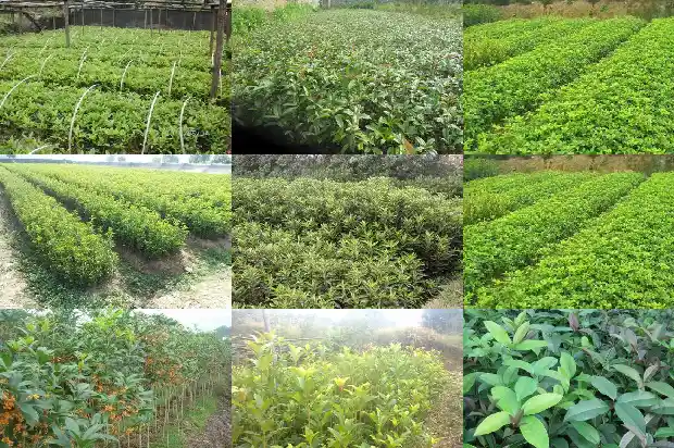 什么地方种桂花树1683850473343