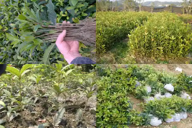 桂花树是哪里的市花1683850616577