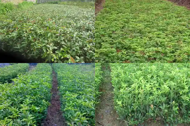 桂花树是哪里的市花1683850616671
