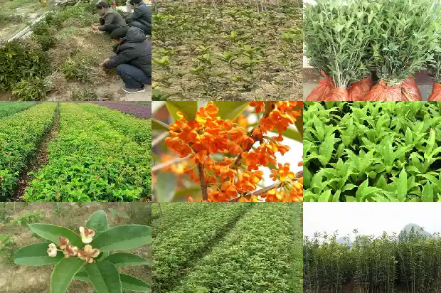 桂花树是哪里的市花1683850616719