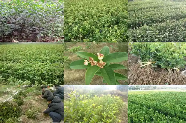 12公分桂花树的价格是多少元钱1690071750382