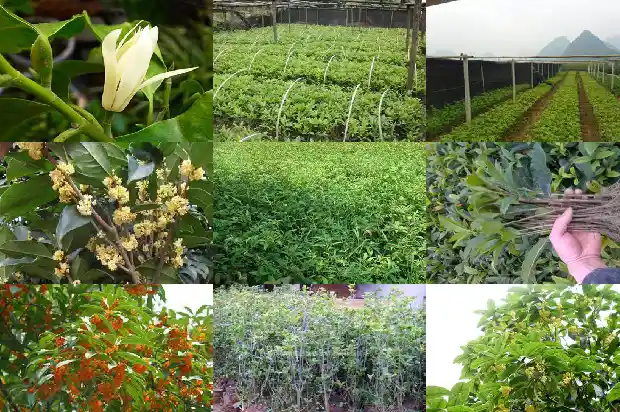 湘湖哪里有桂花1683850686129