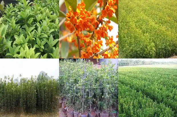 桂湖的桂花1683850746152