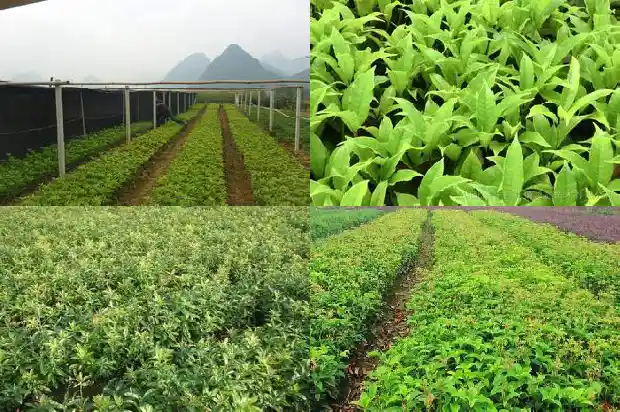 桂湖的桂花1683850746200