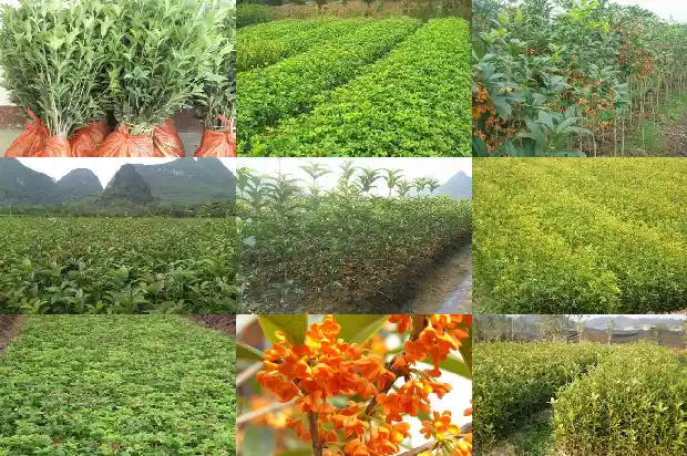 桂花树木材可做雕刻手工吗1688436795771