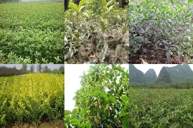 赏桂花去哪个地方最好看1683850958969