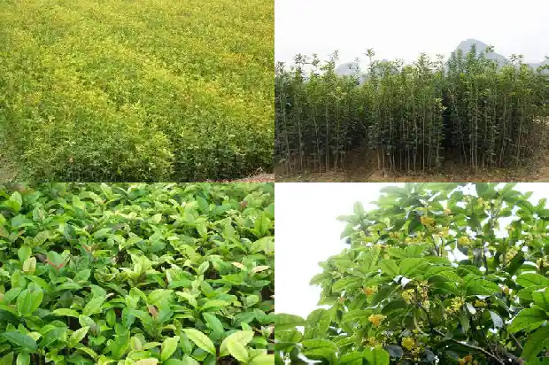 赏桂花去哪个地方最好看1683850959016