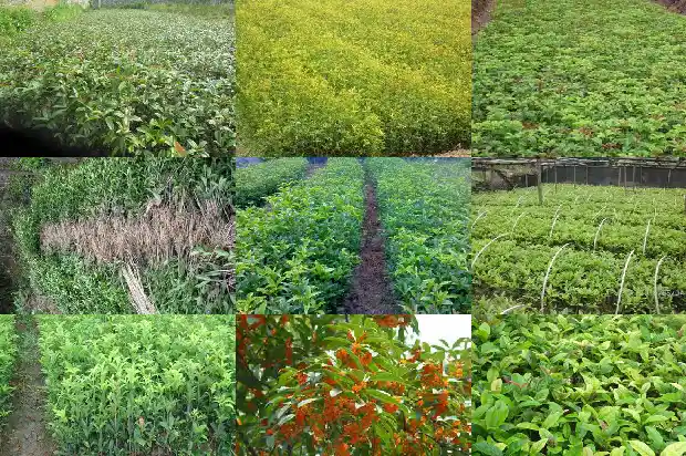 赏桂花的地方1683851017901