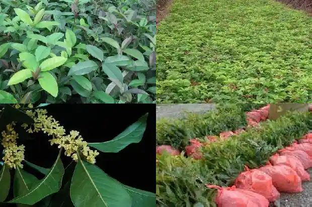 赏桂花的地方1683851017947