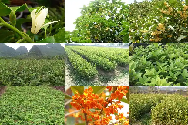 赏桂花的地方1683851017995