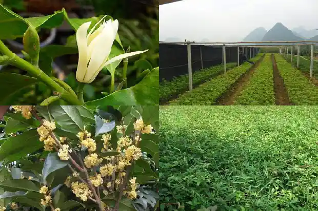 秋天赏桂花的最佳去处1683851082289