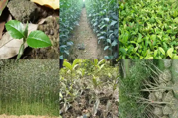 秋天赏桂花的最佳去处1683851082337
