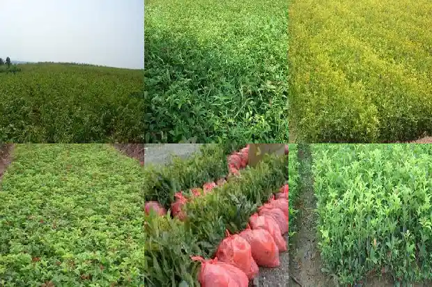看桂花去哪里最好1683851129480