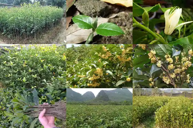 桂花树评估价格按照什么方式评估的1689986284789