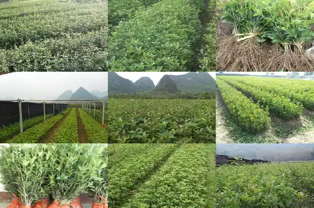 为什么桂花树突然掉叶枯萎1688792702834