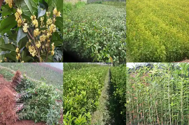 10月开的桂花是什么品种的花1683851272602